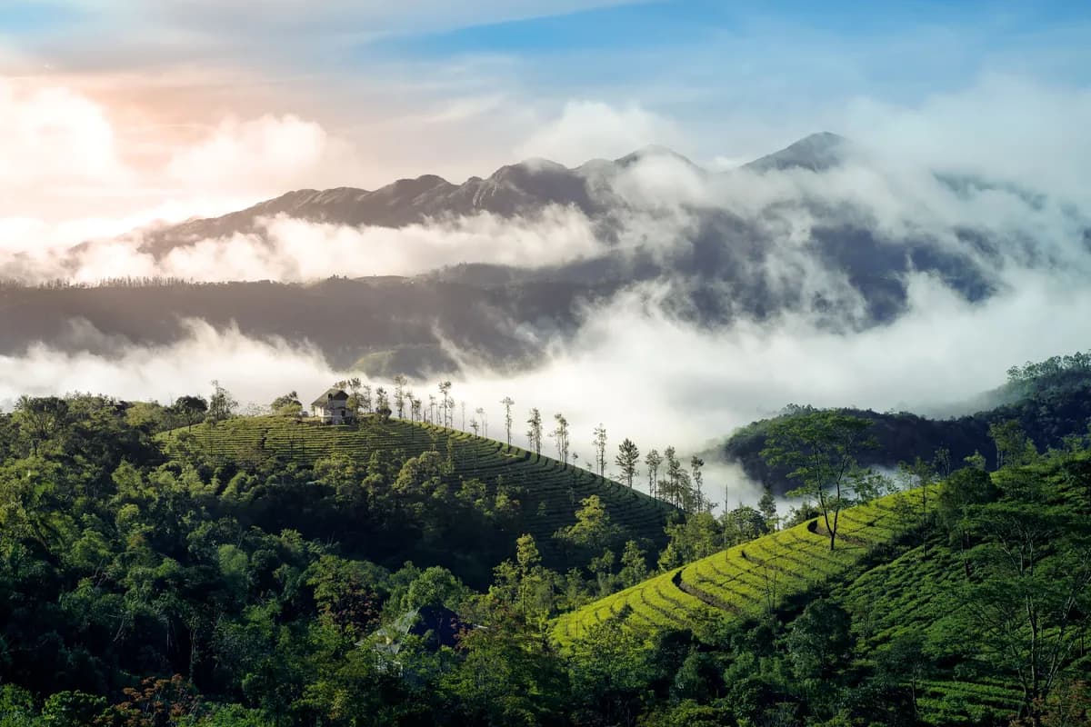 Chikmagalur coffee estate hill station view near Bangalore - Prasanna Tours & Travels Bangalore